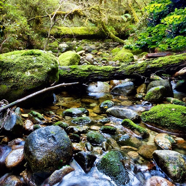 To close this post is a curated photo taken with more care. I was able to get down and focus on the point of our trip, to pay tribute to the beautiful outdoors we were spending time in, the the creek, which was our driving force.